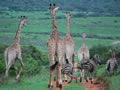 Giraffe & Zebra, Shamwari Game Reserve, &copy;Keith Butler
